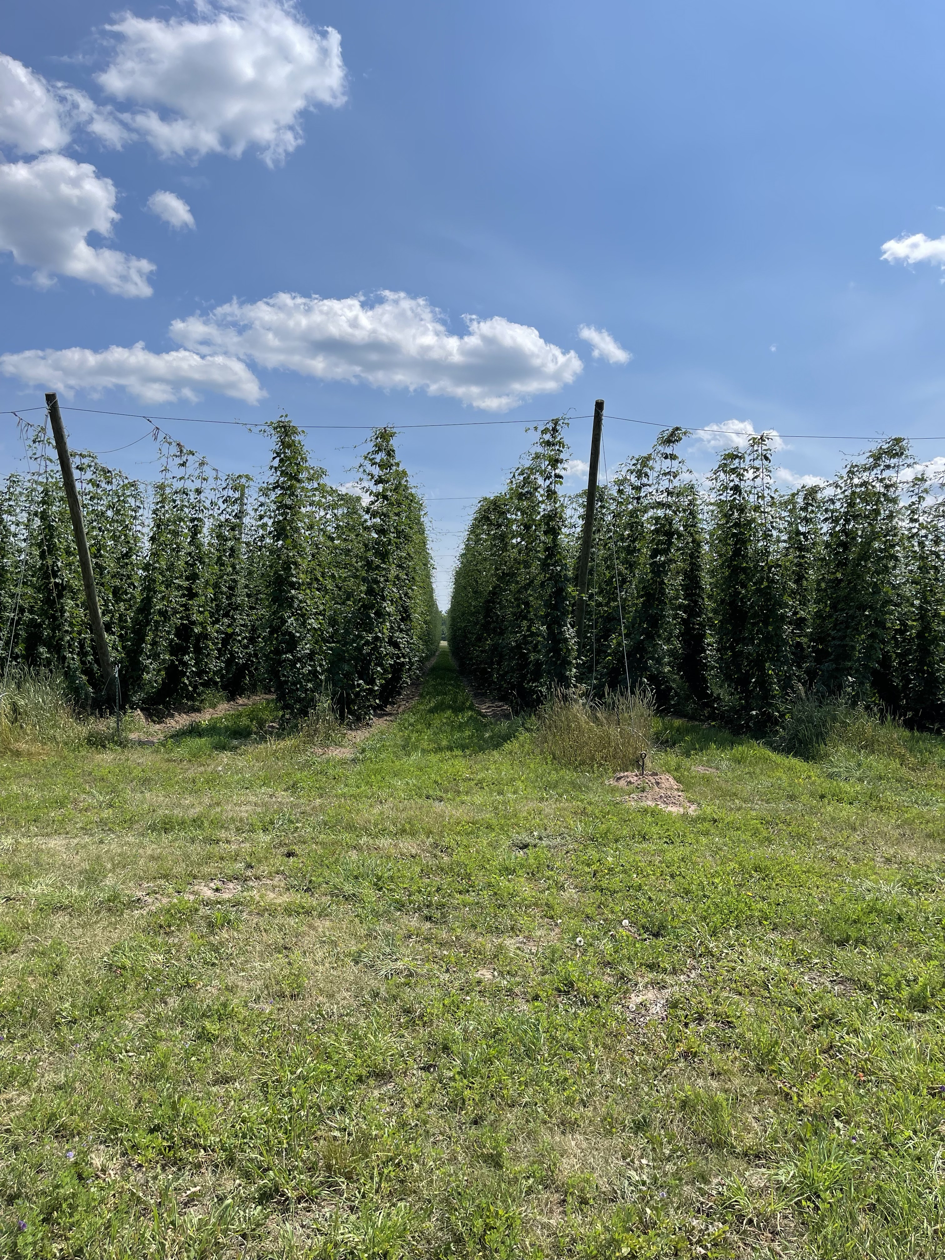 Hopyard